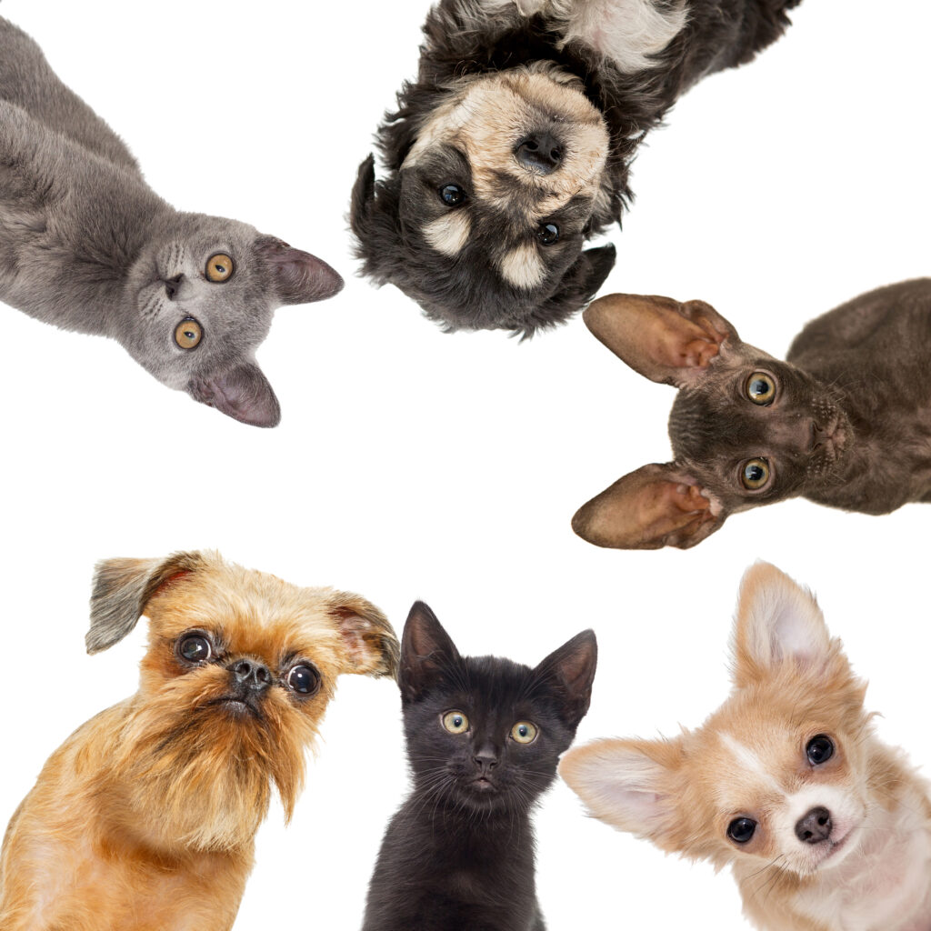 Group of animals looks down from above in a circle, isolated on white