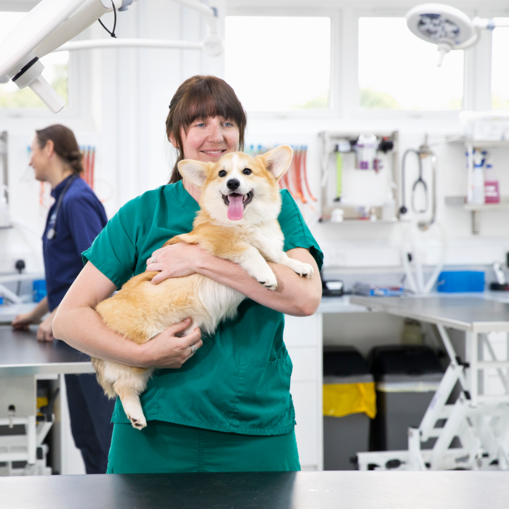 caine la veterinar