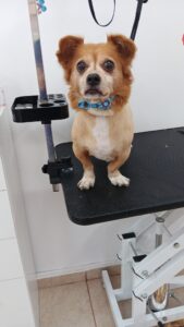 Read more about the article Bun venit la salonul de Grooming Cainescu si Pisicescu!
