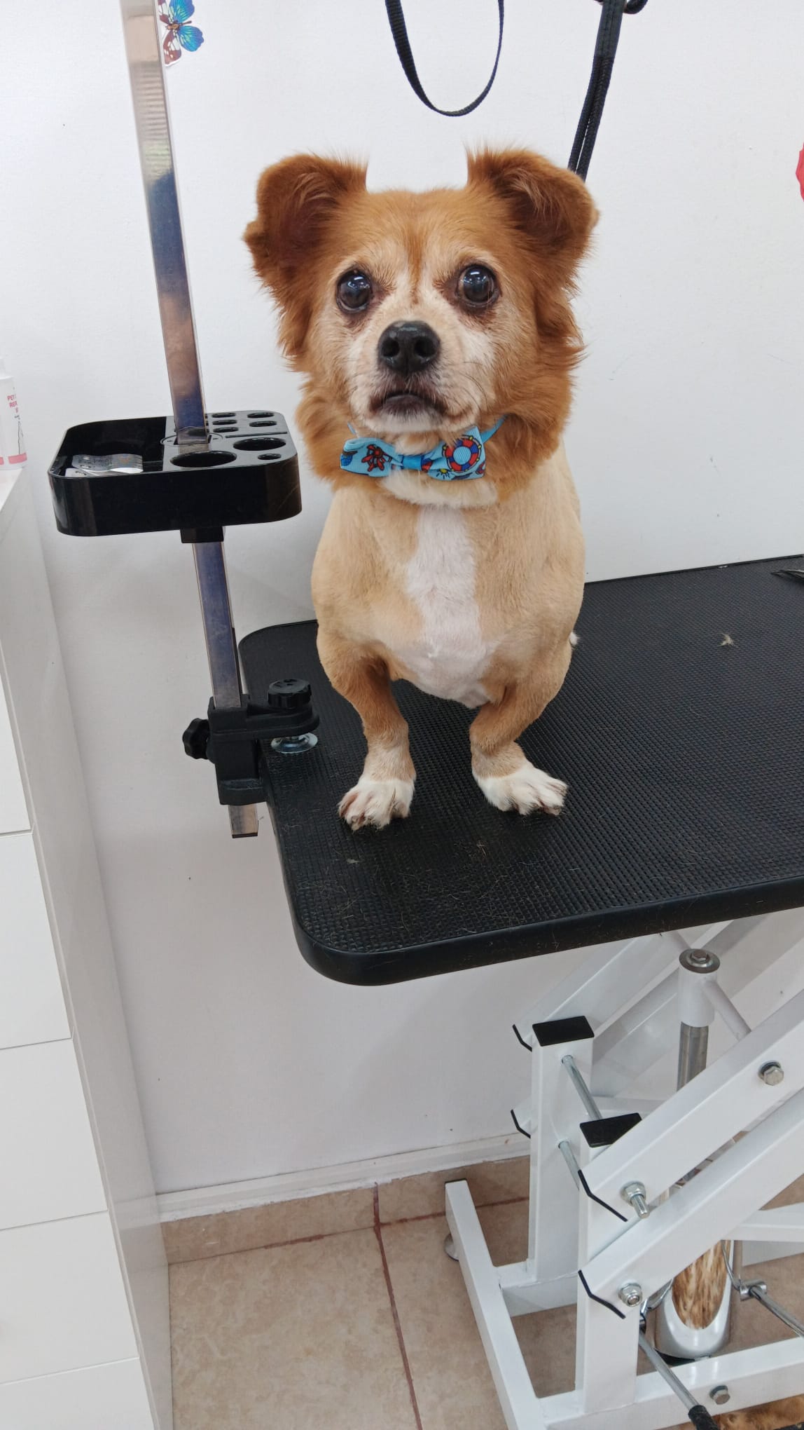 Read more about the article Bun venit la salonul de Grooming Cainescu si Pisicescu!