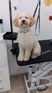 Read more about the article Pudelul (Caniche-ul) – Eleganță, Inteligență și Devotament într-o Singură Rasă