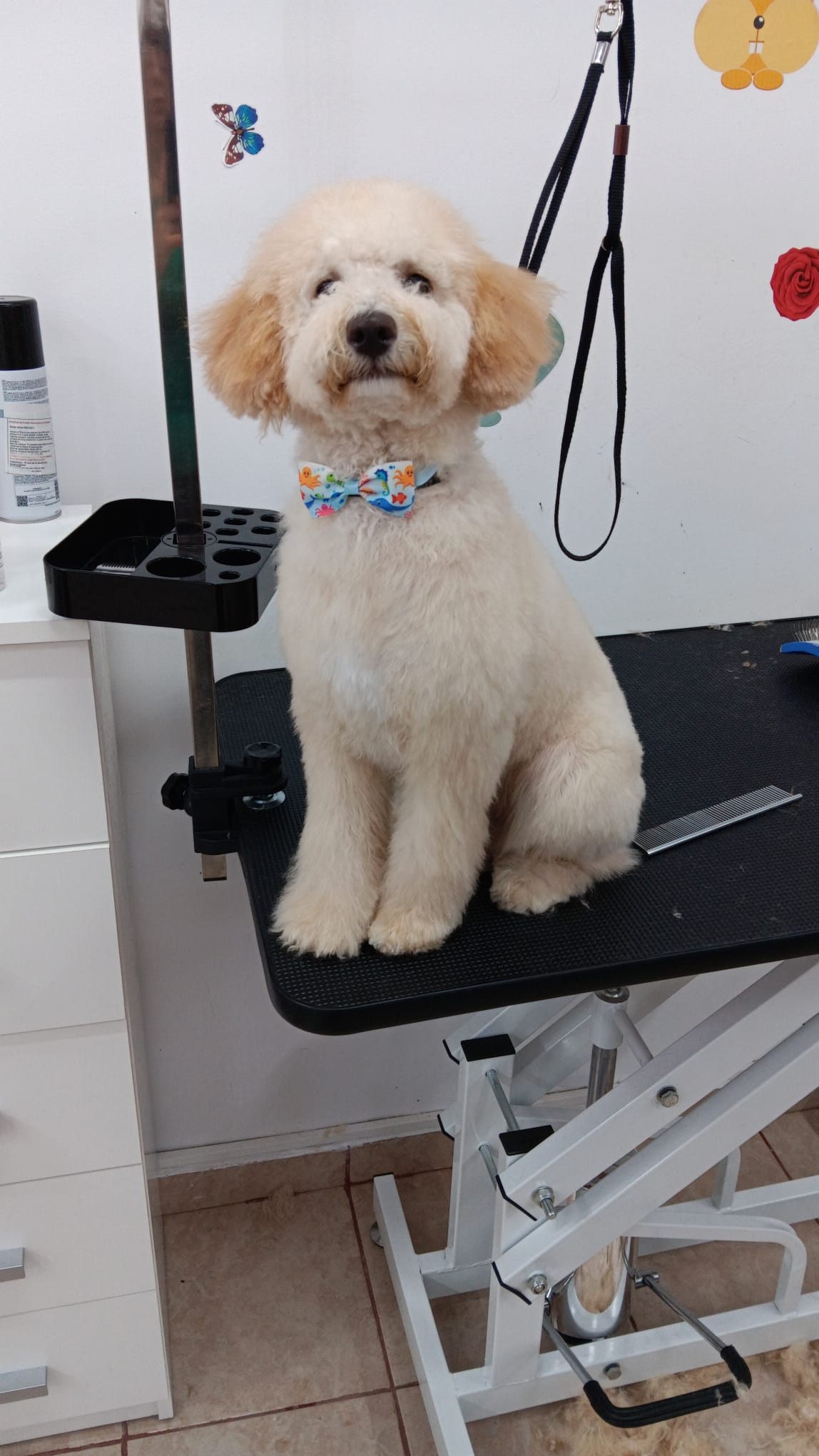 Read more about the article Pudelul (Caniche-ul) – Eleganță, Inteligență și Devotament într-o Singură Rasă